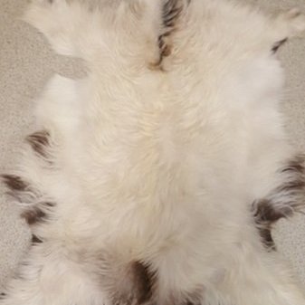 G2018-07 Geitastaka, kiðlingaskinn flott á gólf eða í stólinn, á vegginn eða í vögguna.  Verð, 25.000,- stk..