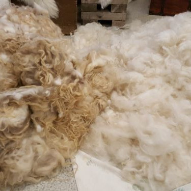 Safnmynd - Ullin okkar, óþvegin og þvegin.