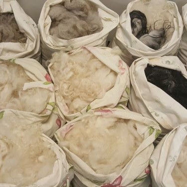 Safnmynd - Ullin okkar þvegnin, og afhent í pokum úr gömlum sængurverum. Sendið fyrirspurn.